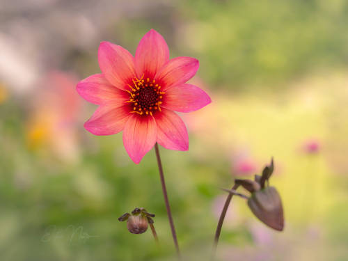 Pink flower lady by edithnero