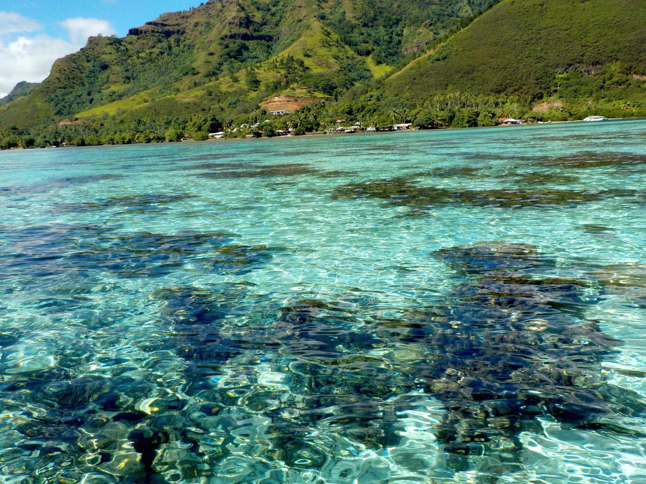 alohaoe-tropics:  mo’orea, this is from the other day ☼