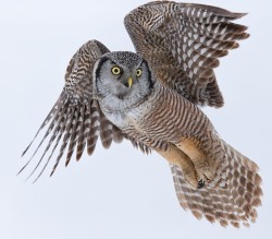 beautiful-wildlife:  Northern Hawk Owl by © Fred Lemire