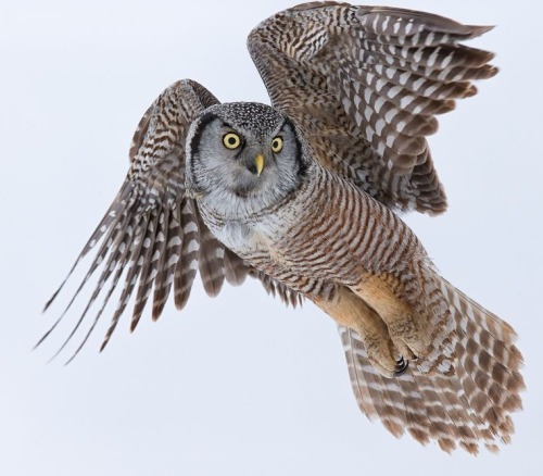 Porn beautiful-wildlife:  Northern Hawk Owl by photos