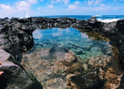 niccoolleeyy:  tidepools 