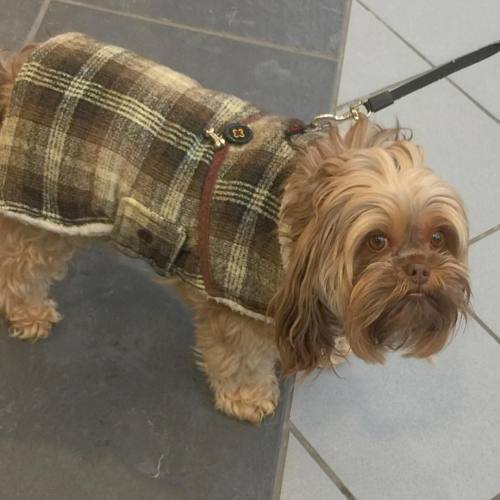 Wealthy pup sports fine plaid coat in post office line #fashionpolice #topdog #shihtzu #moneydogz #d