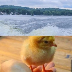 Another Tough Day At Work Holding A Newborn Chick And Enjoying A Boat Ride 🐥🚤