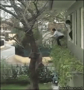 Animated GIFs
