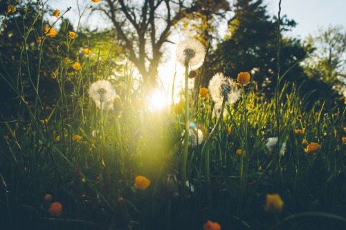 dpcphotography:Sunshine and Dandelions 2