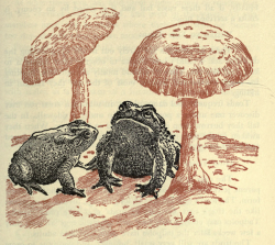 nemfrog:Toads. Exploring nature with your child. 1952. 