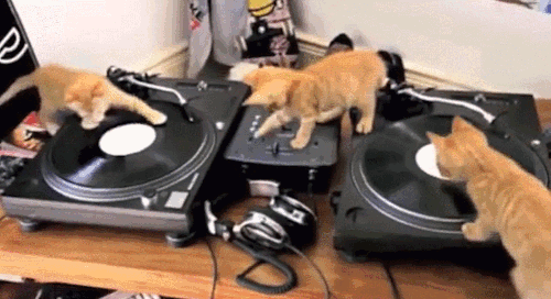 cute-overload:  Kitten DJ party!http://cute-overload.tumblr.com source: http://imgur.com/r/aww/eJu0RAi