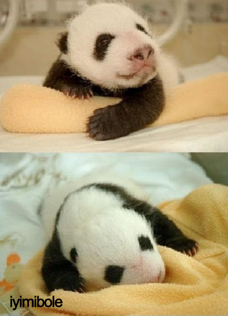 espirisiniaciklayankiz:iyimibole:yerim lan.jYa çok sevimli be 🐼🐼🐼