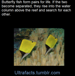ultrafacts:    Male and female butterflies