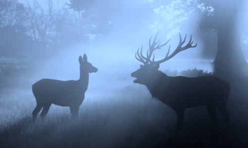 stereoscape:  nubbsgalore:  late autumn, early morning in england’s richmond park. photos by dan kitwood and mark bridger (previously featured)  @reshopgoufa 