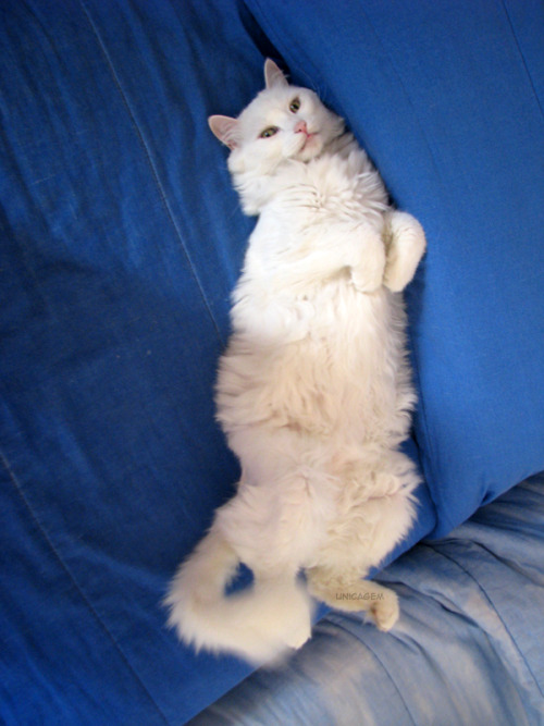 unicagem:I’m going to tag all the pictures of my cat Briciola as Brih