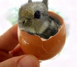 cute-overload:  Come on guys I’m a bunny not a chicken!http://cute-overload.tumblr.com 