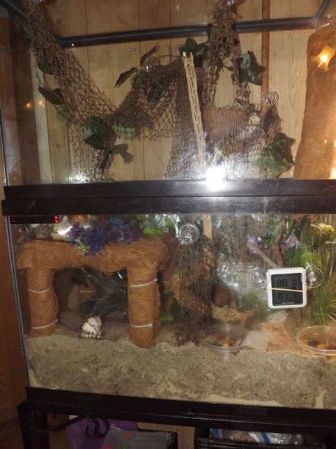 Upgraded the tank to a 50 gallon! The crabs have been exploring all day :  r/hermitcrabs