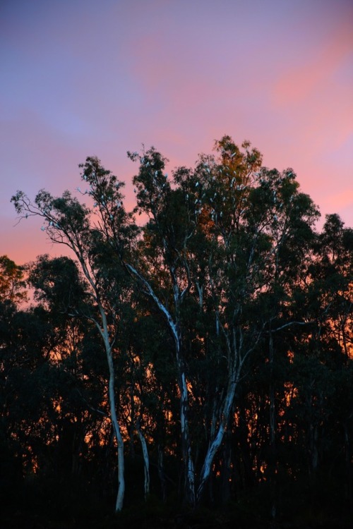 Cockatoos at sunset by light city photography