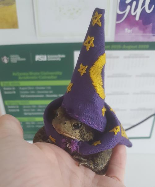 cutepetsuwu:Frog wizard