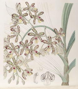 wapiti3:  Ansellia africana- Edwards (1846) on Flickr.