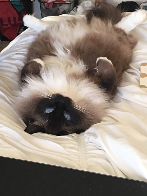 ragdoll