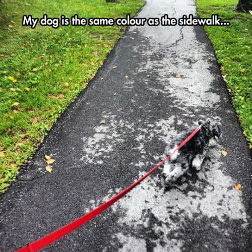 advice-animal:  Wait, What Dog?http://advice-animal.tumblr.com/ 