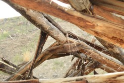 I am in a hurry tonight and these will be way off the norm. Not in Vegas either but I did shoot them last weekend in northern Nevada. Found an old hut and it was covered in spiders. I am pretty sure they are orb spiders.