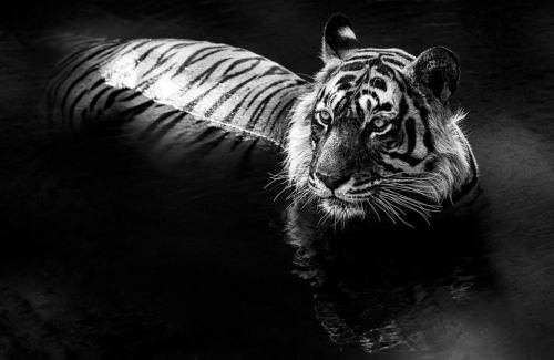 David Yarrow Photography