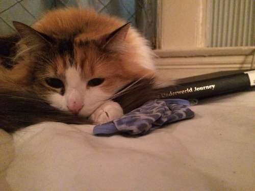 idionkisson:sashayed:good news everyone, my cat is studying to become the new Charon, Ferryman of Ha