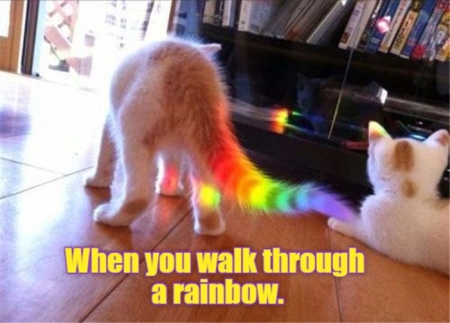 bivisibility: The Gay Gods shine upon this cat.