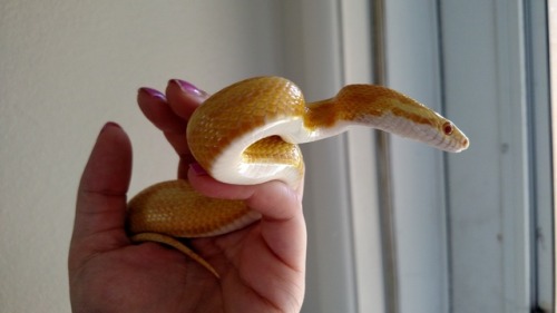 Jonas has grown SO MUCH! (male butter motley corn snake)