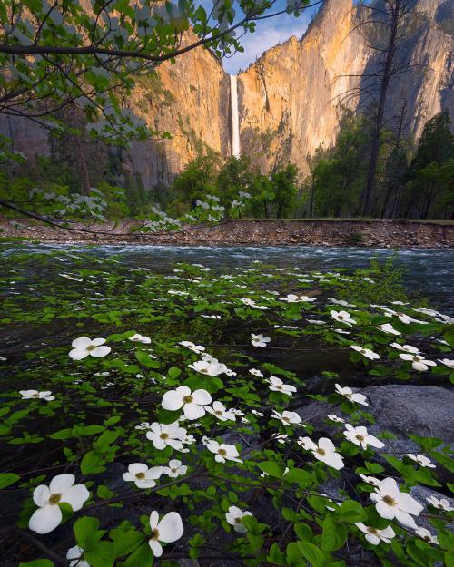 amazinglybeautifulphotography: Bridal Veil Falls and some white flowers. Yosemite National Park, CA. [OC] [1638x2048] - 