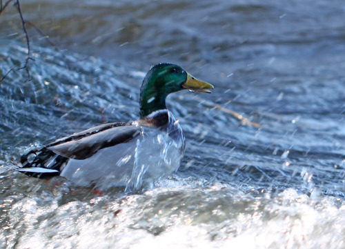 A bunch of wild ducks in lake Mälaren, Sweden (part 2).