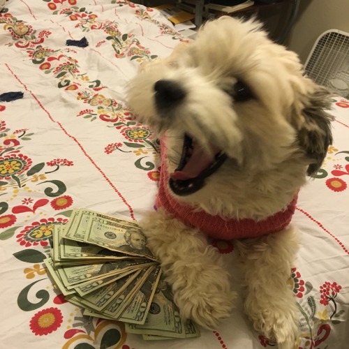 progenyofworms: reblog ca$h money pupper to thwart the demons of Capitali$m