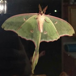 sixpenceee:  struwbries:  a lunar moth has been hanging around my house for a couple days and my sis took this picture tonight …. now thats some @sixpenceee shit ….   that’s satan in the form of a moth