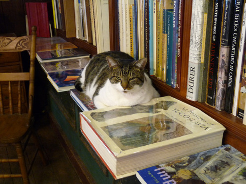 Baldwin’s Book Barn - West Chester, PA (via ipernity: book cat - by oddlittlebird)