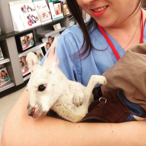 pufflehuff:for some reason this guy brought a baby kangaroo into Walgreens. this is the best day of 