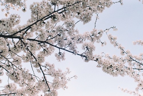 Cherry blossom | April, 2016