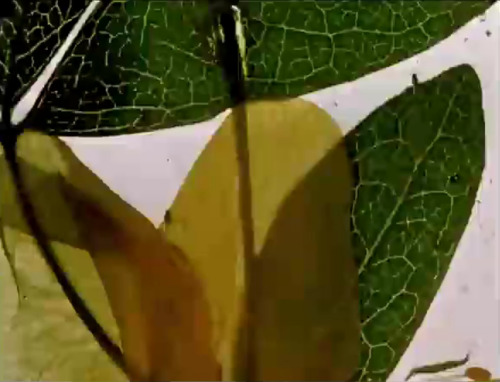 Stan Brakhage, stills from The Garden of Earthly Delights, 1981