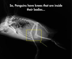 advice-animal:  Something You Probably Don’t Know About Penguinshttp://advice-animal.tumblr.com/