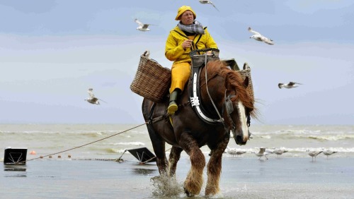 ainawgsd:   On the northwest Belgian coast, there is a little known tradition: shrimp fishing on horseback.   The activity consists of what its name describes: fishing shrimp on a horse.    In the 15th century, shrimp fishing on horseback was still practi