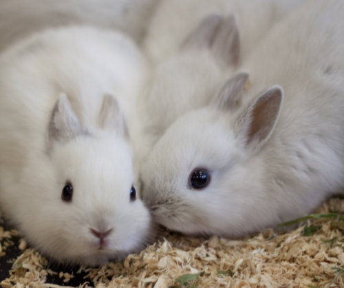 allanimalsunited:  animalpicsdaily:  Daily dose of cute animals here  Beautiful animal