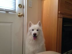 awwww-cute:  This is Finn. He thinks everyone he meets is his best friend so he sits by the door waiting for people 