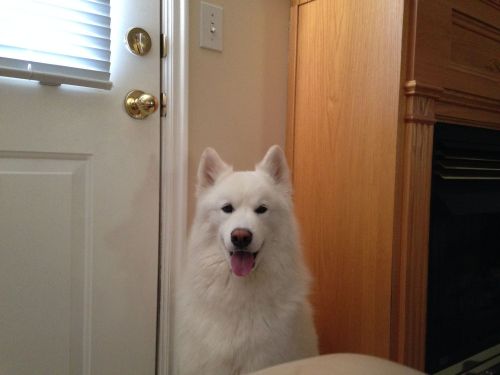 awwww-cute:  This is Finn. He thinks everyone adult photos