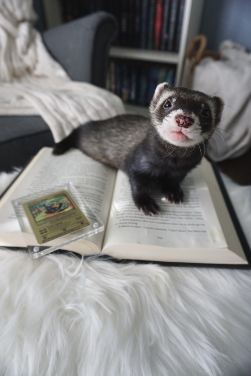 the-book-ferret:The perfect personalized gift for the pet/pokemon lover in your life! Use MEREDITH20 to save an additional 20% on your order from PokePet! 