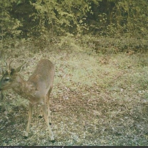 This beautiful deer was spotted yesterday near my hometown