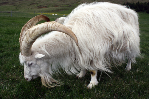 tatterhood:  Save the viking goats!!! Johanna Thorvaldsdóttir’s Icelandic goat farm (Háafell) is facing foreclosure in September, resulting in the entire goat flock being butchered - unless enough funds are raised to save it!  There are less than