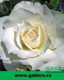 ✨🌹Trandafiri teahibrizi în nuanțe alese✨🌹 Amenajarea unei grădini de trandafiri impune să posezi măiestria unui artist, deoarece fiecare alegere de soi este similară cu opțiunile pe care un pictor le are de făcut pe pânza sa. Noi îți propunem să „desenezi” o grădină de trandafiri în tonuri de alb-galben-verzui, pentru un aer proaspăt și răcoros.😍   🌹Trandafir teahibrid White - un soi magnific, care formează inflorescențe gingașe și delicate, albe ca zăpada. Florile mari și imaculate reprezintă nota de eleganță de care au nevoie grădinile de flori, respectiv buchetele și aranjamentele.  🌹Trandafir teahibrid Yellow - se remarcă datorită inflorescențelor mari și petalelor galbene, parcă sărutate de soare. Se pretează pentru formarea gardurilor vii, pline de culoare.   🌹Trandafir teahibrid Casanova - acest soi cu flori galbene, foarte aspectuoase, ajunge la maturitate până la înălțimea de 100 de centimetri. Nu este deloc pretențios și poate să fie întreținut foarte ușor.  🔎 Pentru întreg sortimentul de produse și prețurile aferente, accesează link-ul următor 👇 https://gabico.ro/product-category/material-saditor/butasi-de-trandafiri/  #gabico #gradina #gradinar #gradinagabico #trandafiri #teahibrizi #plante #parfum #decor #flori #selectie #soiuri #materialsaditor #magazinonline #2022 (helyszín: Bihor County) https://www.instagram.com/gabico.ro/p/CYzEJhbt93w/?utm_medium=tumblr #gabico#gradina#gradinar#gradinagabico#trandafiri#teahibrizi#plante#parfum#decor#flori#selectie#soiuri#materialsaditor#magazinonline#2022