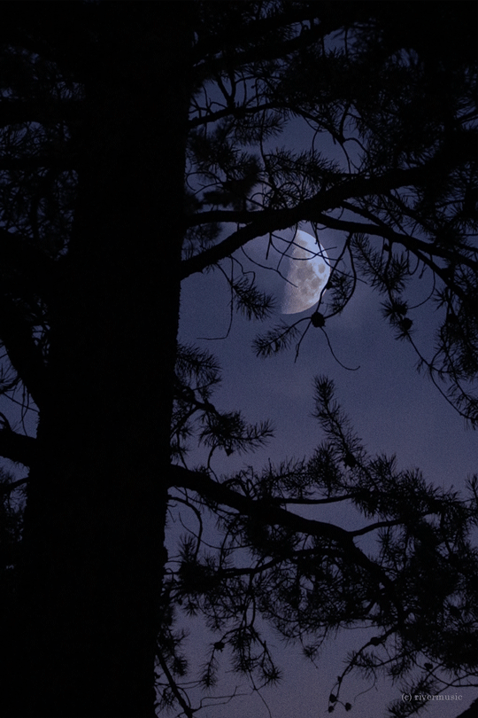 RiverWind-Photography — The Half Moon through branches of Pine © gif by...