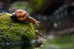 thepredatorblog:  awkwardsituationist:  nordin seruyan photographs a snail in central borneo asking a frog if he wants a ride   the tables have turned madafuckers 