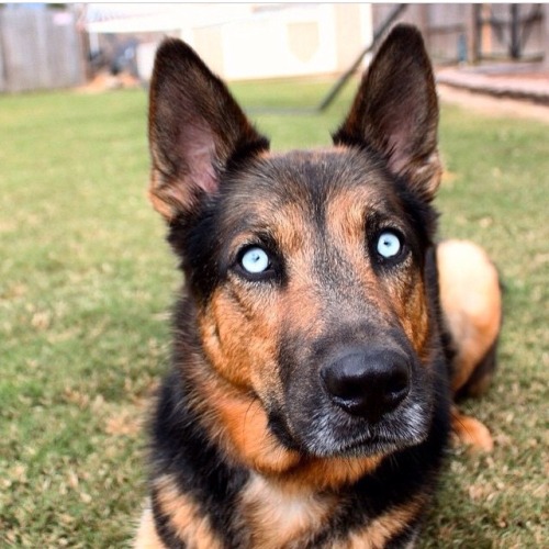 corlando-thoom: reedhasnospeed: So just figured out there’s such thing as german shepherd/Sibe