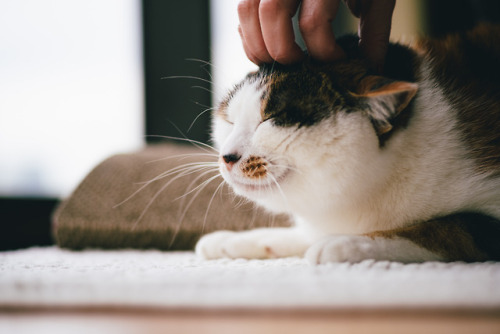 New year, same noggin rubs for Dee Dee. May your year be filled with noggin rubs.— — — —It’s not too