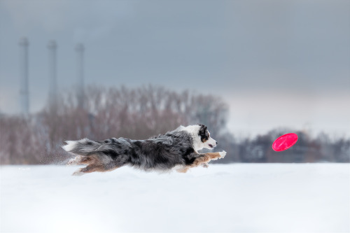 australianshepherd