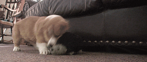 thefrogman:  The wrath of a corgi is unmatched.  CHECK OUT THE FULL CORG LIFE WEBCOMIC
